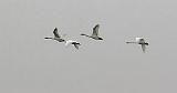 Swans In Flight_21983
